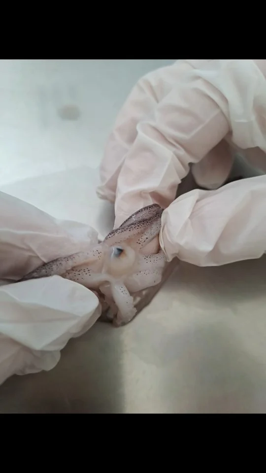 🐙 Biologie zum Anfassen! 🐙

Heute im Nawi-Zweig der 7. Klasse: Wir haben den faszinierenden Bauplan des Tintenfisches direkt am Objekt erkundet! 🔬💡 Wusstest du, dass Tintenfische drei Herzen haben und ihre Farbe ändern können? 😲

Biologie ist mehr als Theorie – wir erleben sie hautnah! 🔍✨

#NawiZumAnfassen #TintenfischEntdeckt #SchuleMitBiss #ForschenStattBüffeln #Südoststeiermark #Südburgenland #Fürstenfeld #NextLevelBiologie #BorgJennersdorf #SportBORGJennersdorf #seiborg #schulezumwohlfühlen #fehring #stanna #badgleichenberg #fy #fyp